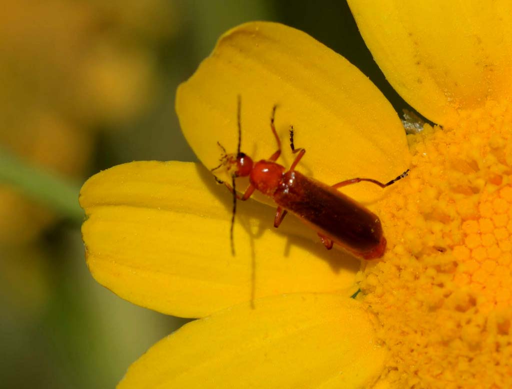 Cantharidae:  Rhagonycha fulva