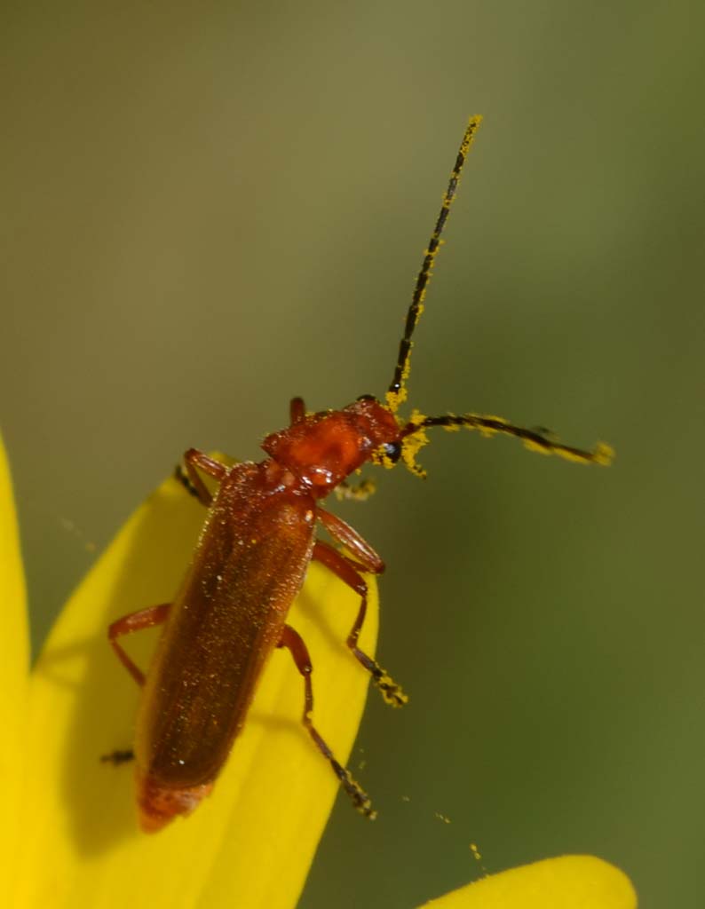 Cantharidae:  Rhagonycha fulva