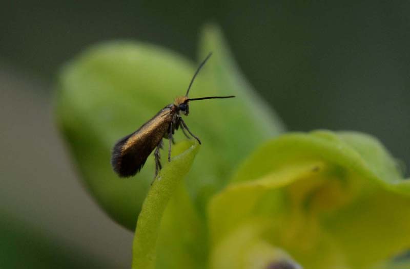 Nemophora metallica?? No, Micropterix sicanella