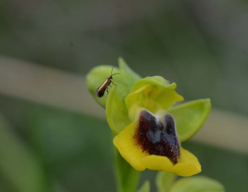 Nemophora metallica?? No, Micropterix sicanella