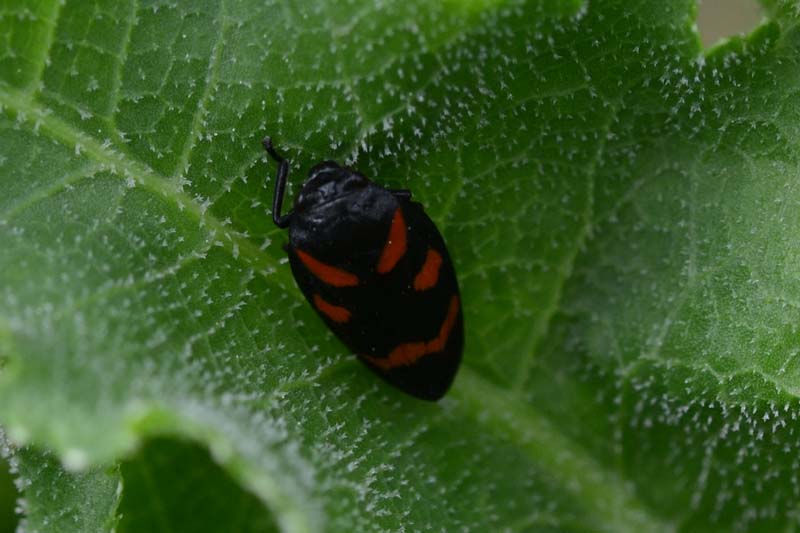 Cercopis sanguinolenta