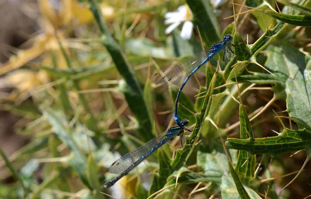 Coenagrion puella