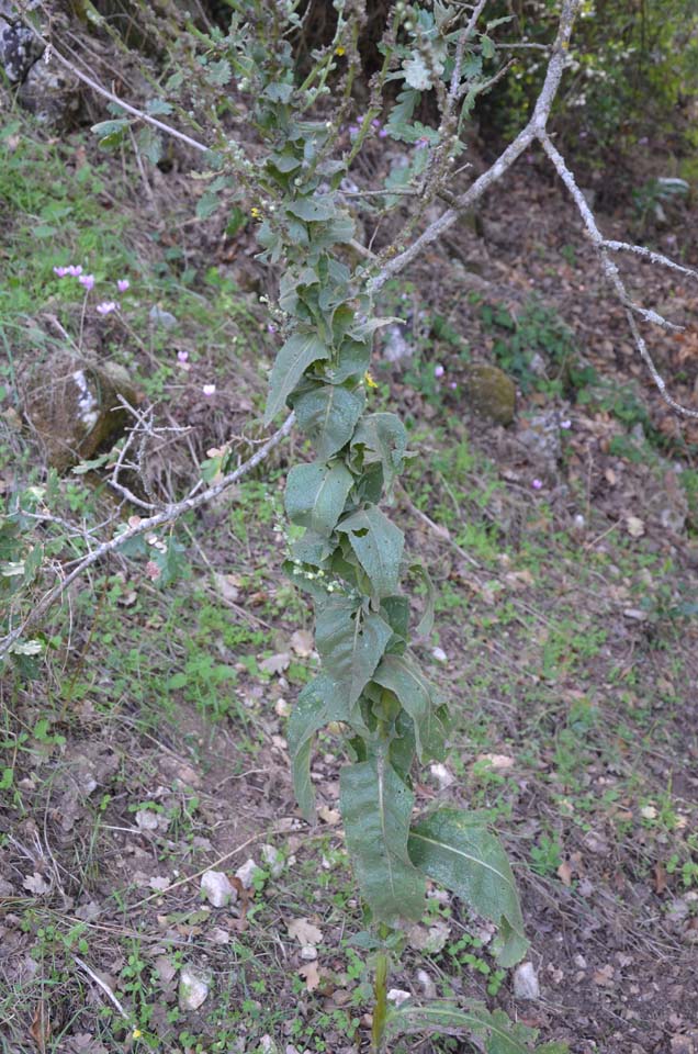 Verbacum sp.
