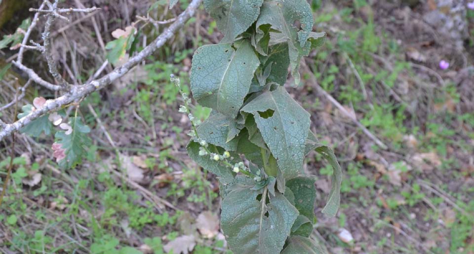Verbacum sp.