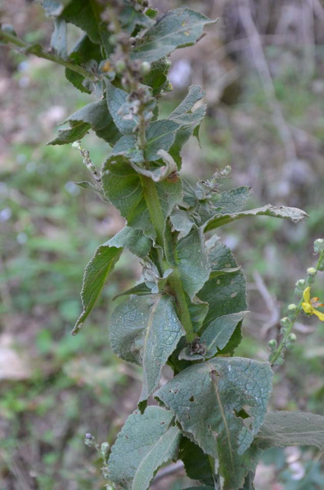 Verbacum sp.