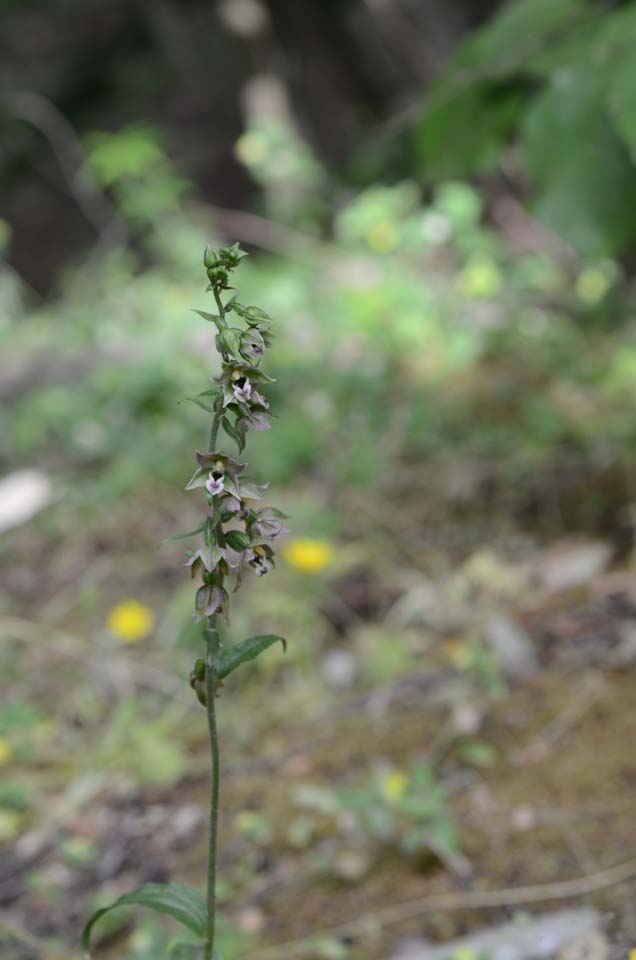 Epipactis helleborine ssp. helleborine?