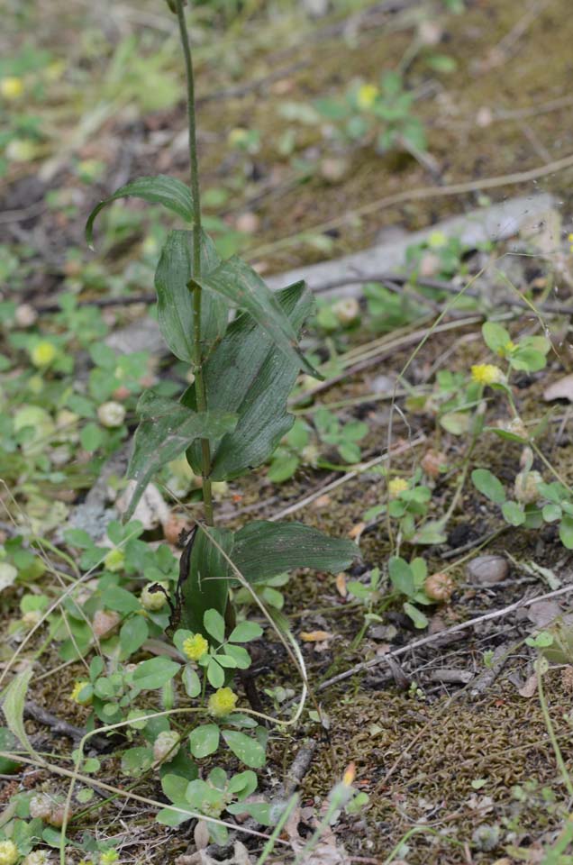 Epipactis helleborine ssp. helleborine?