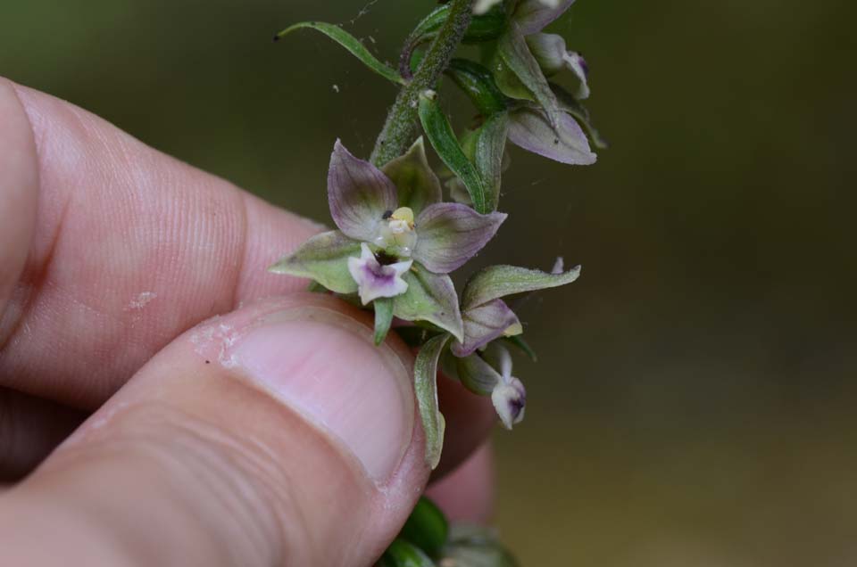 Epipactis helleborine ssp. helleborine?