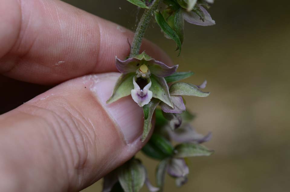 Epipactis helleborine ssp. helleborine?