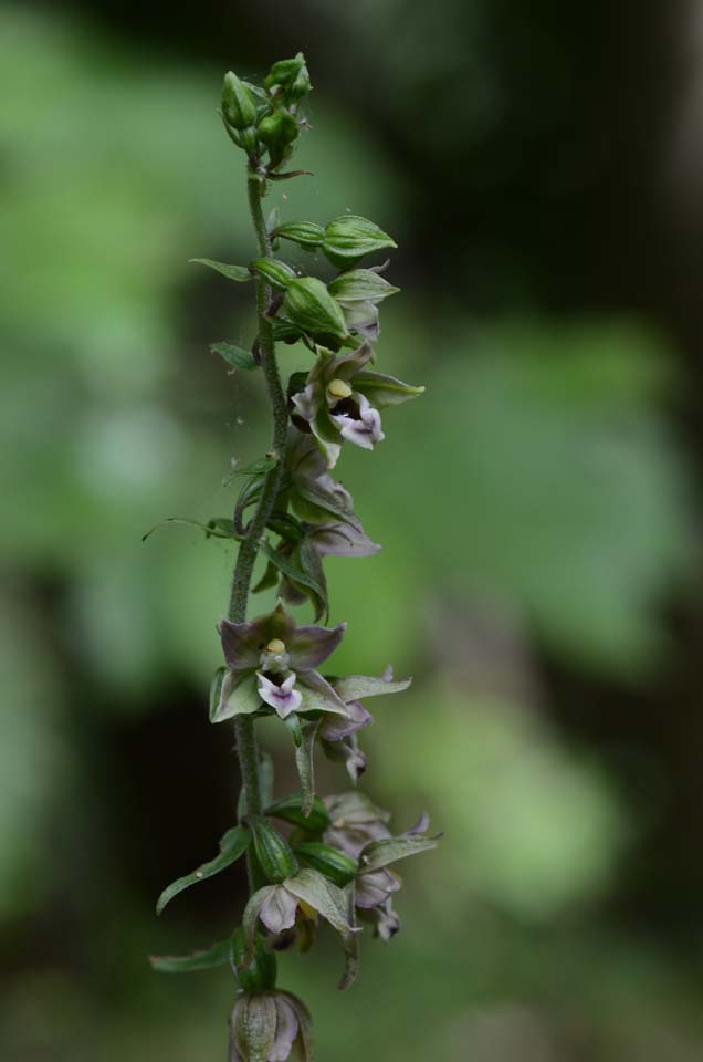 Epipactis helleborine ssp. helleborine?