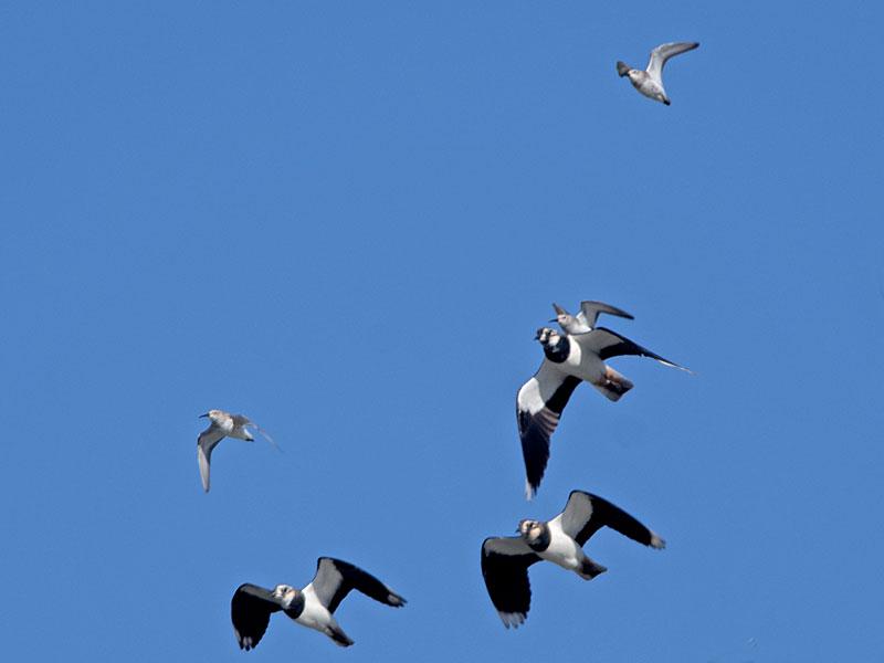 Limicoli in arrivo  : Pettegole   (Tringa totanus)