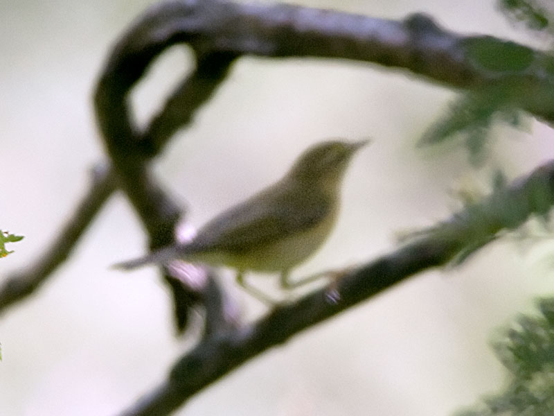 Lu ? Aiuto per id:  Lu grosso e Balia nera