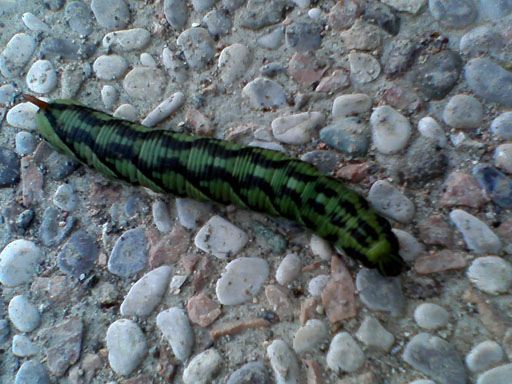 Bellissimo...ma cos''era?