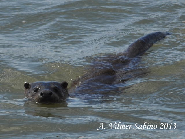 La lontra nell''Appennino meridionale