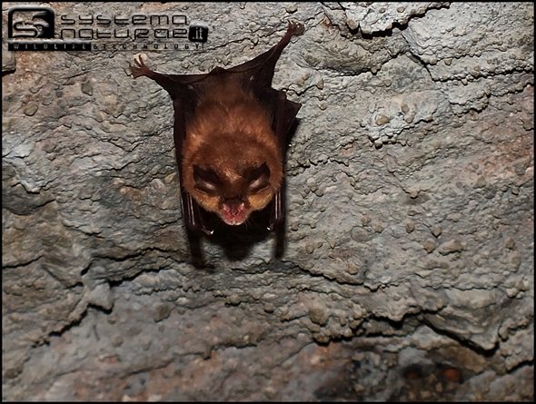 Rhinolophus cfr. hipposideros