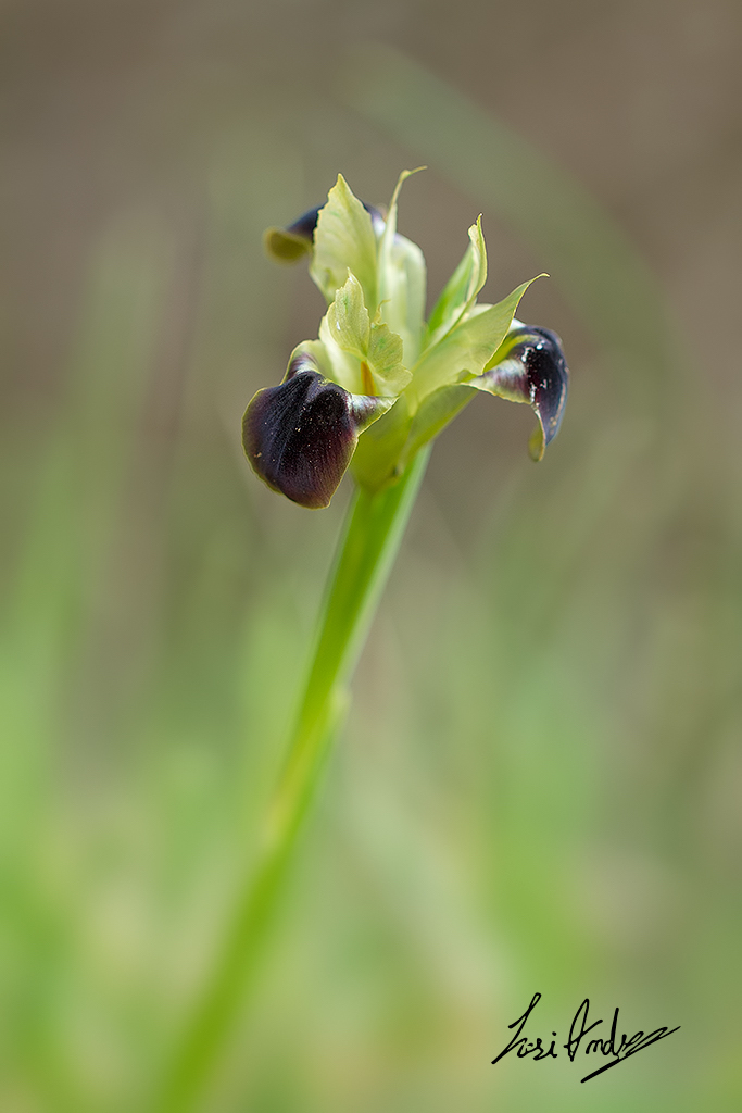 Iris tuberosa (=Hermodactylus tuberosus) (Asparagales - Iridaceae)