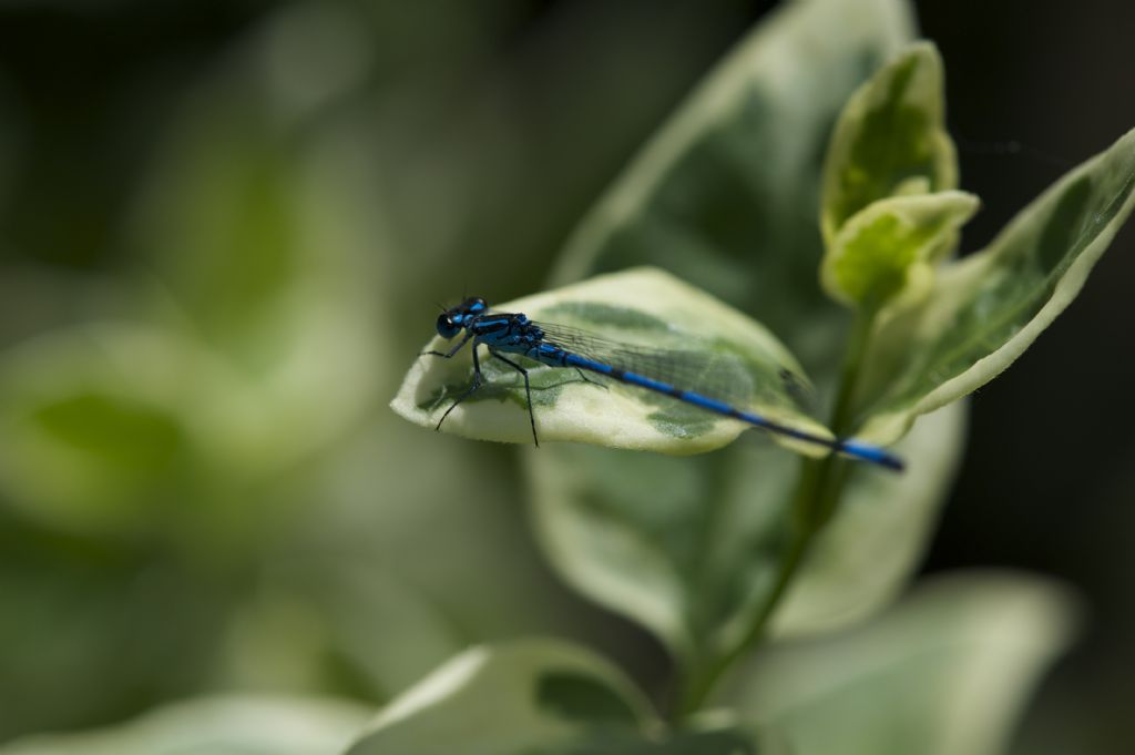 aiuto identificazione: Coenagrion puella