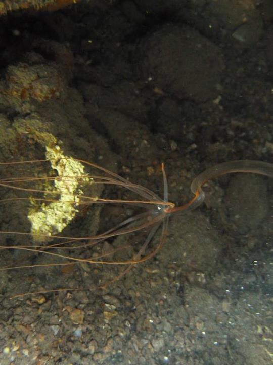 Halcampoides purpurea