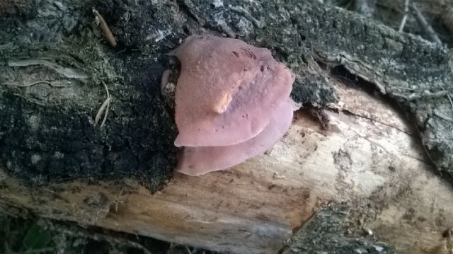 Fomitopsis rosea? e altro sconosciuto