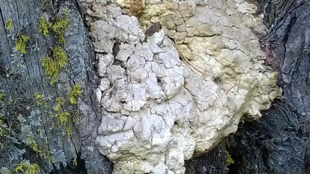 Fomitopsis rosea? e altro sconosciuto