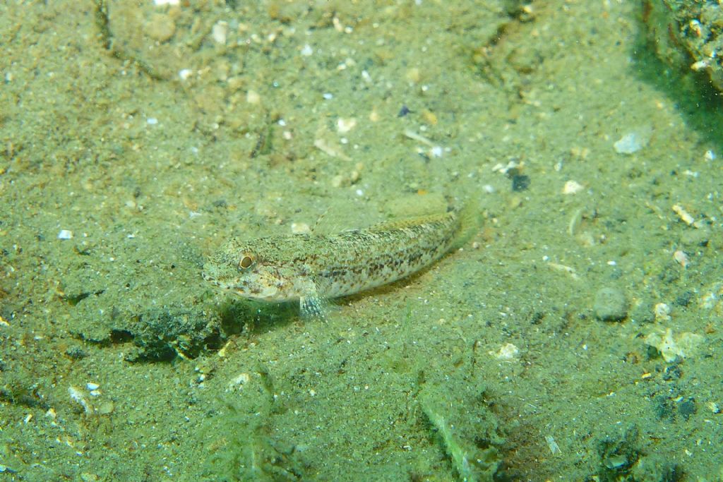 Gobius couchi dal Golfo di Pozzuoli (NA)