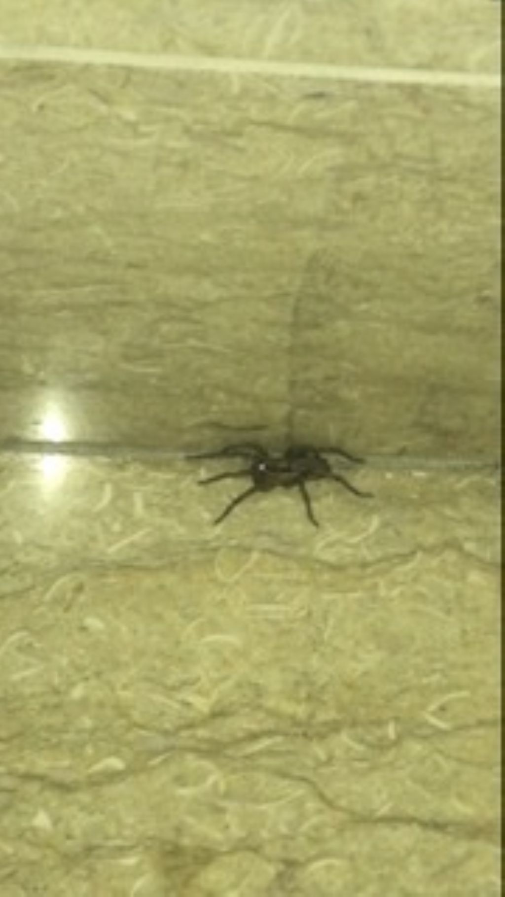 Lycosidae: Hogna radiata