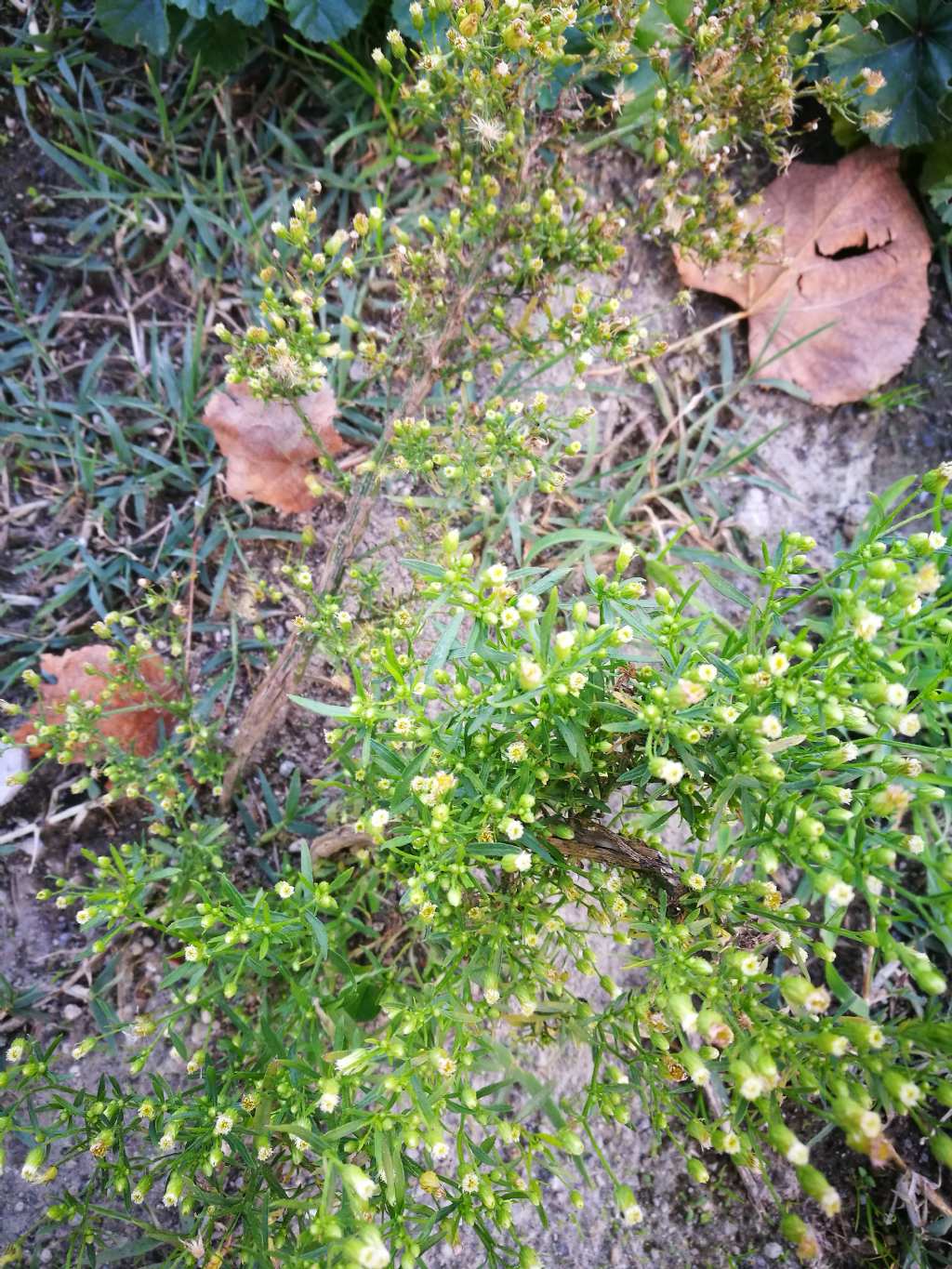 Pianta da determinare - Erigeron sp.