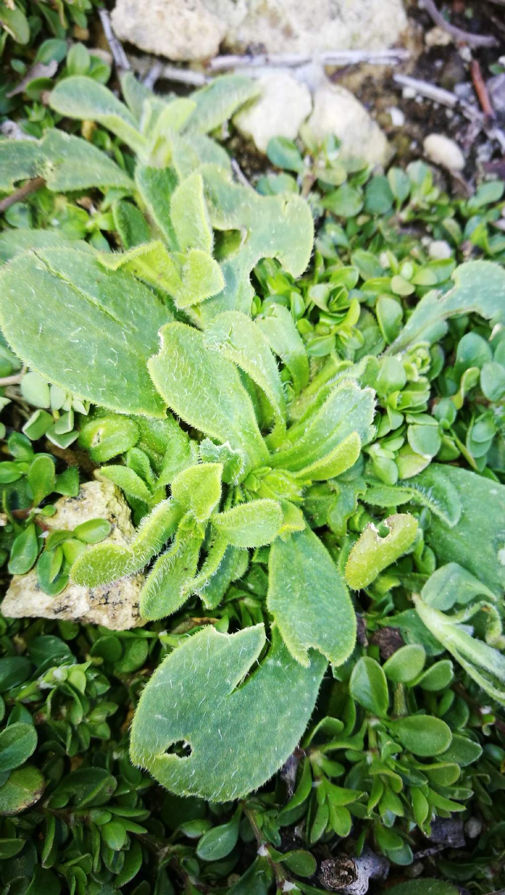 Silene neglecta / Silene trascurata