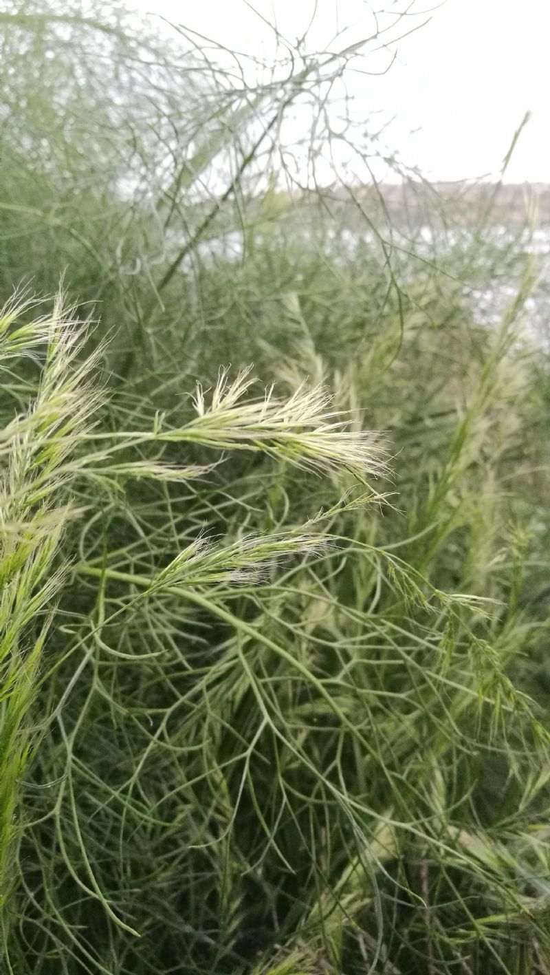 Bromus?