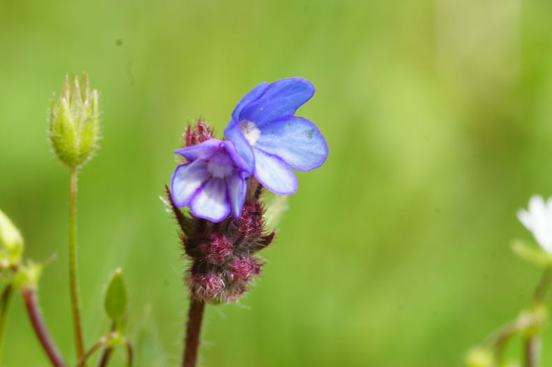 Anchusella cretica  (Boraginales - Boraginaceae)