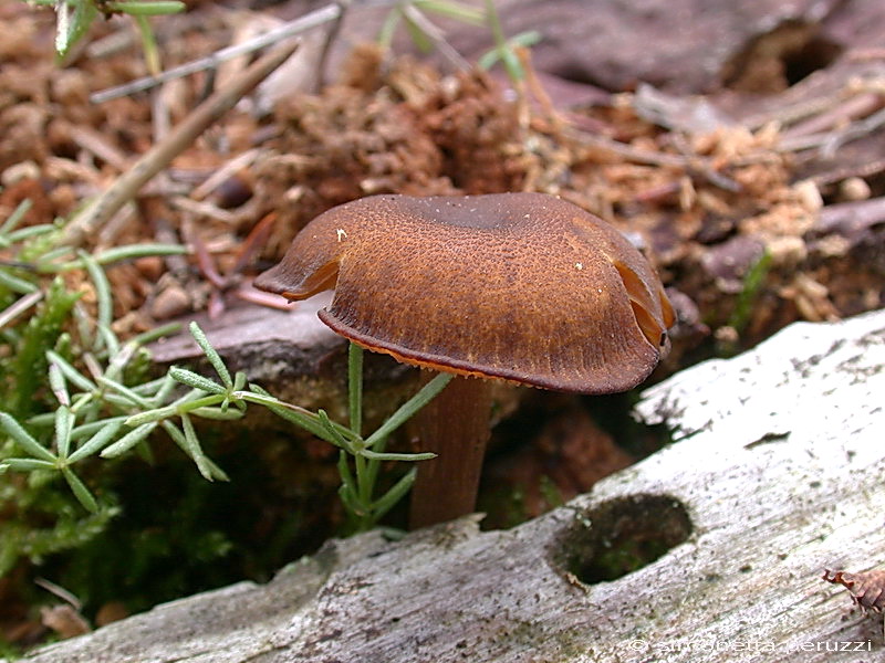 Callistosporium  xanthophyllum