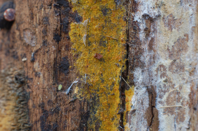 Phlebia subochracea