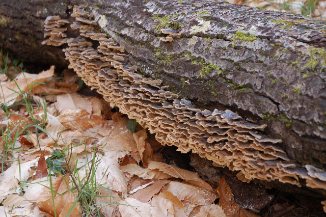 Coriolus versicolor (Trametes versicolor)