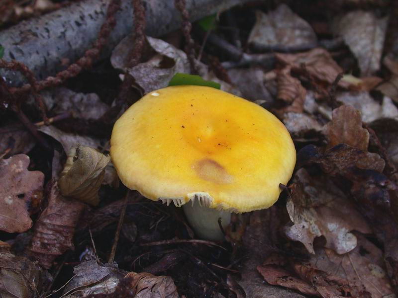Una Russula...