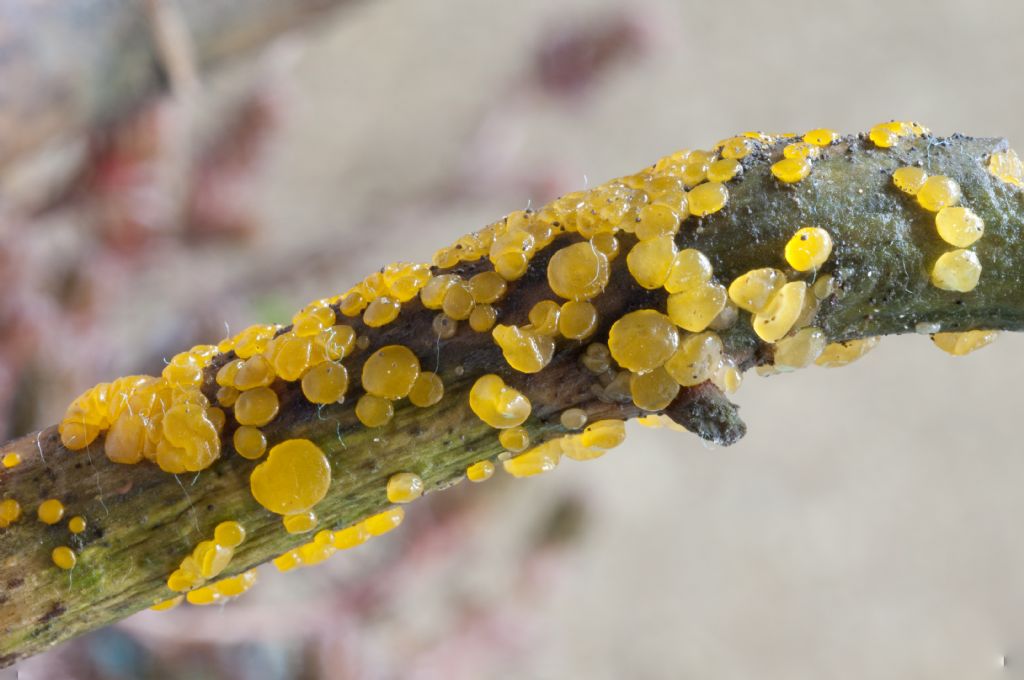Dacrymyces variisporus