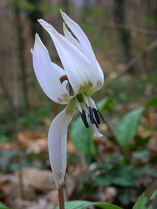 Erythronium dens-canis / Dente di cane