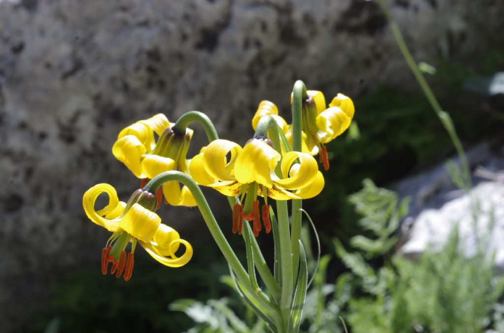 Lilium albanicum Griseb.