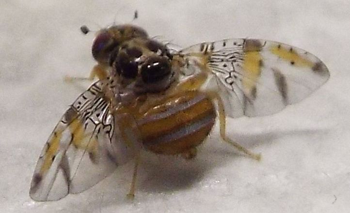 Ceratitis capitata maschio (Tephritidae)