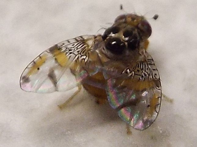 Ceratitis capitata maschio (Tephritidae)