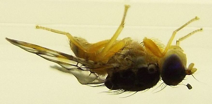 Ceratitis capitata maschio (Tephritidae)