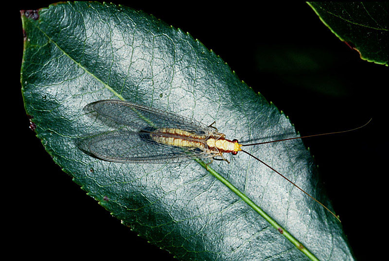 Chrysoperla sp. e Italochrysa italica