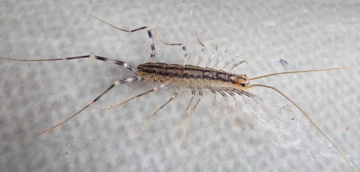 Scutigera coleoptrata,   Chilopoda