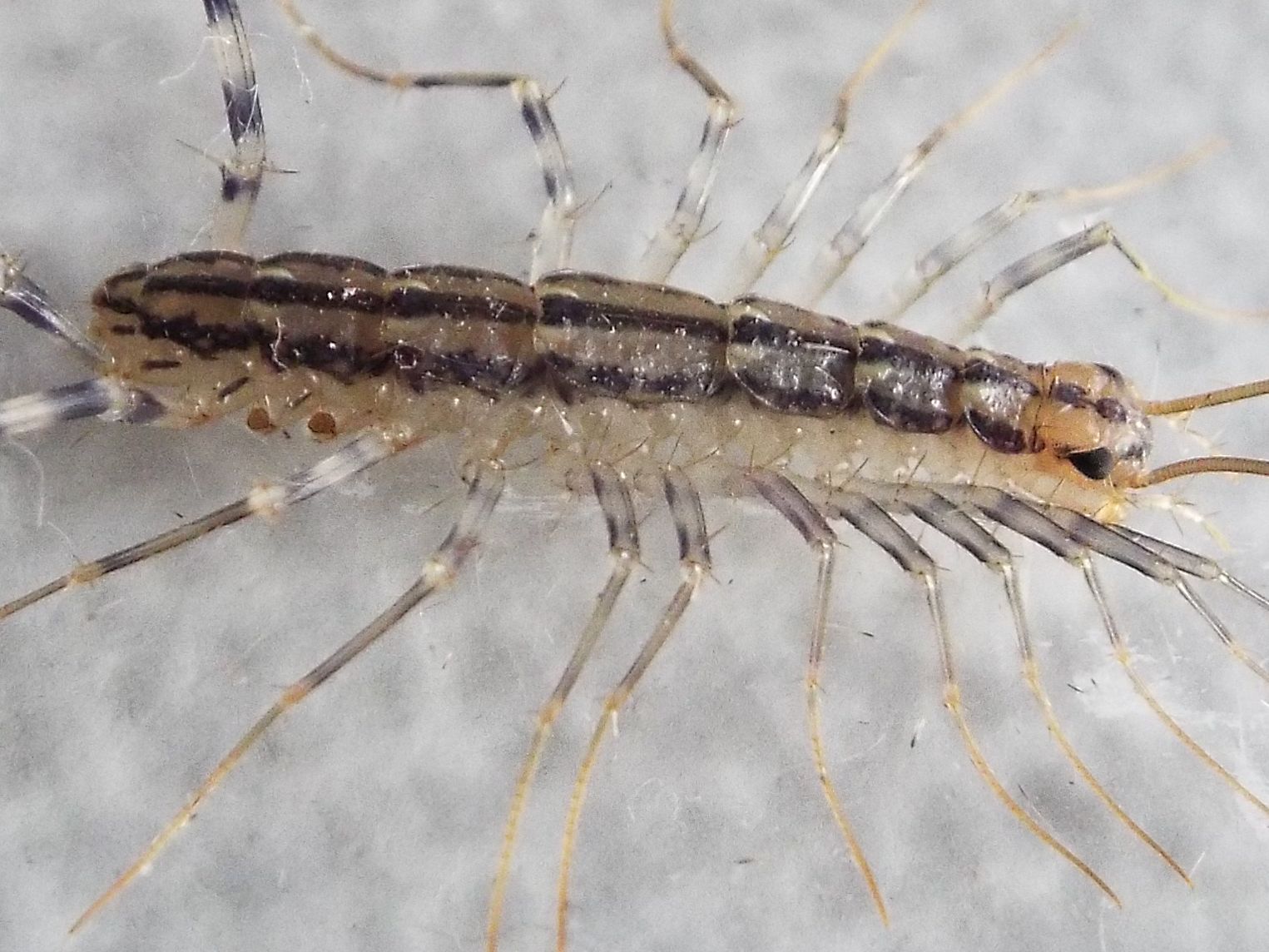 Scutigera coleoptrata,   Chilopoda