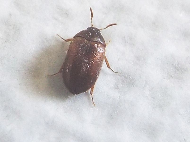 Dermestidae: Attagenus sp.  (cfr. A. brunneus)