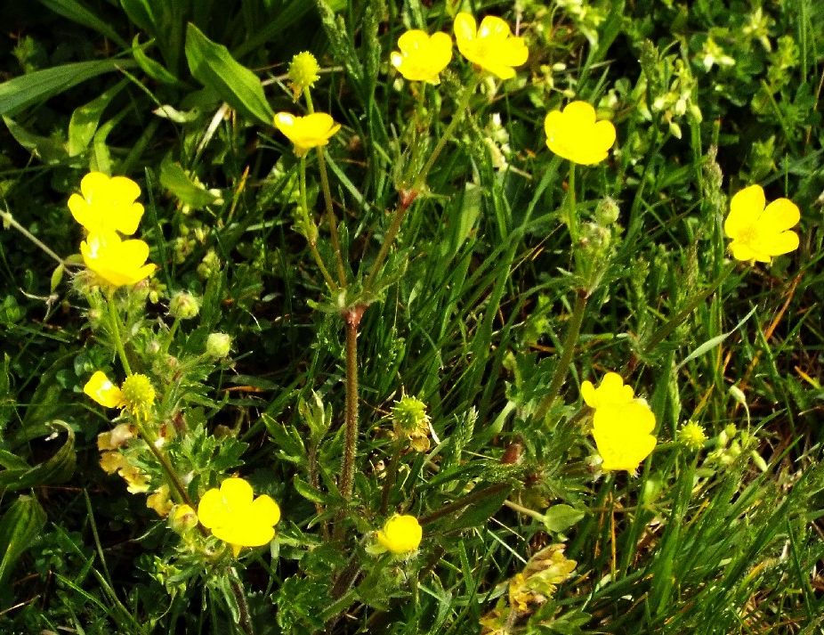 Ranunculus cfr. bulbosus