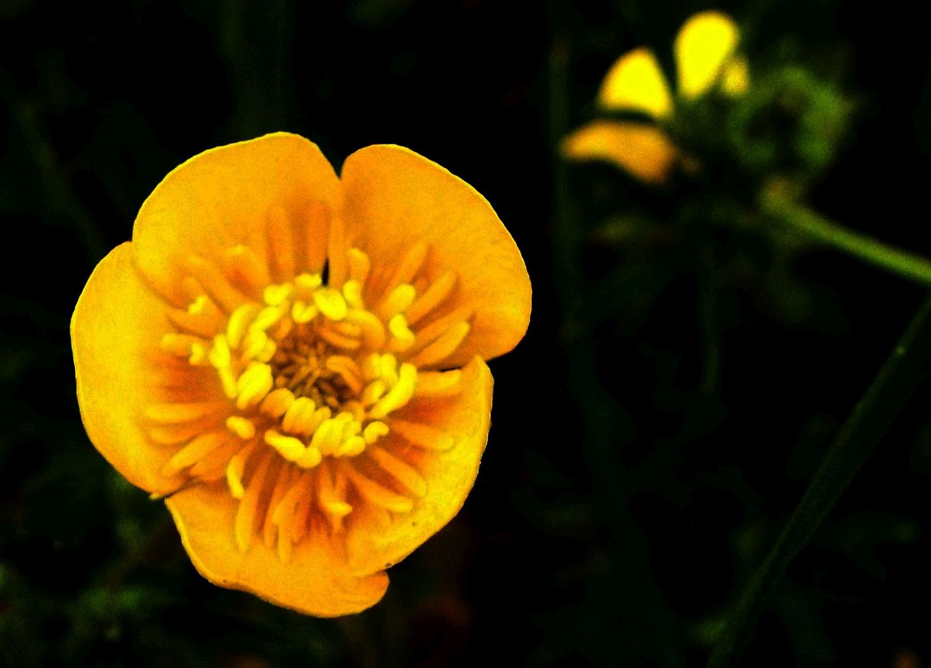 Ranunculus cfr. bulbosus