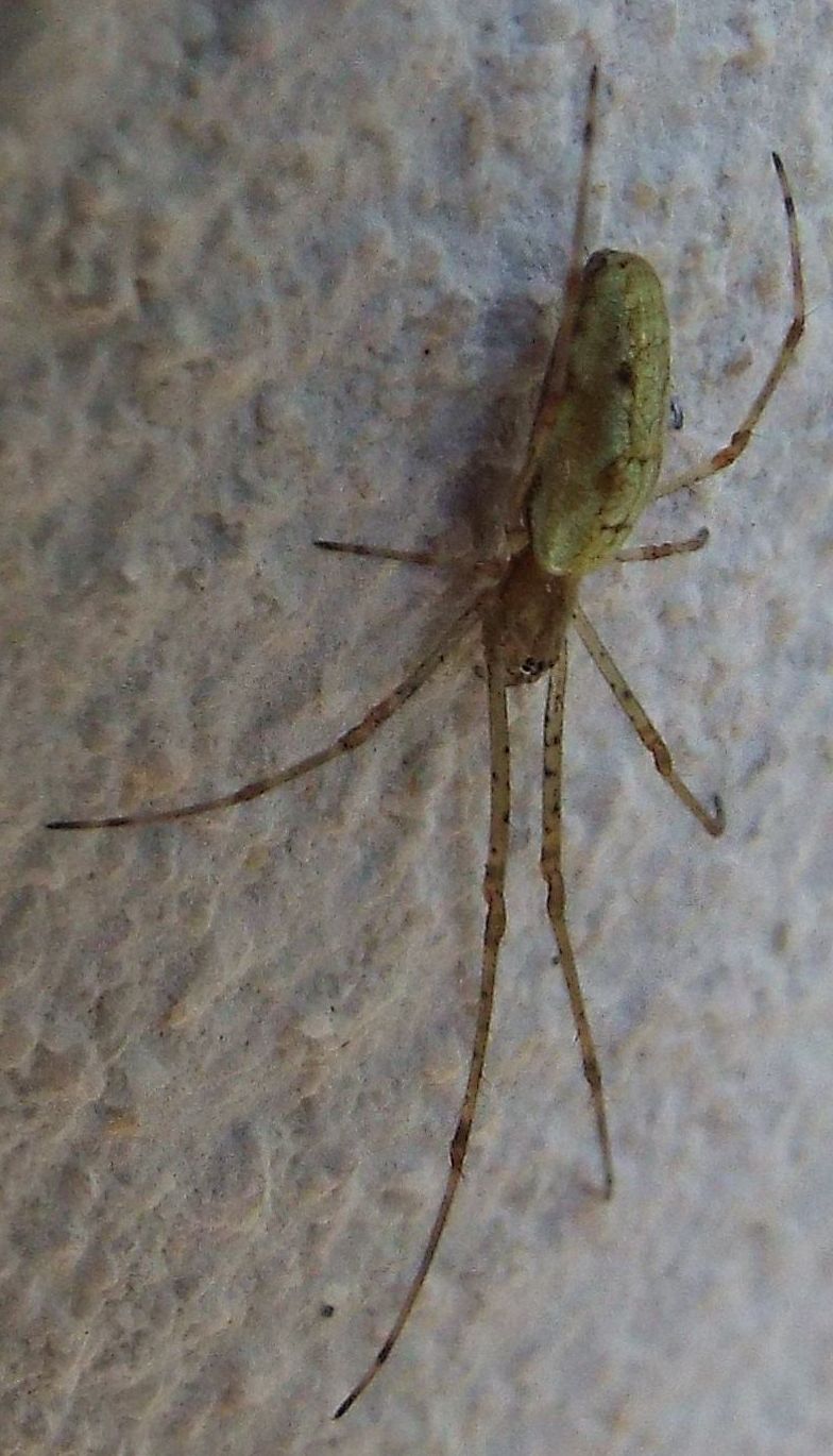 Tetragnatha sp. - Abbiategrasso (MI)