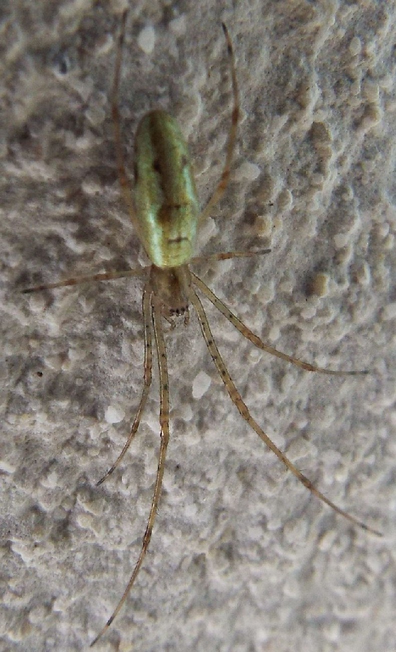 Tetragnatha sp. - Abbiategrasso (MI)