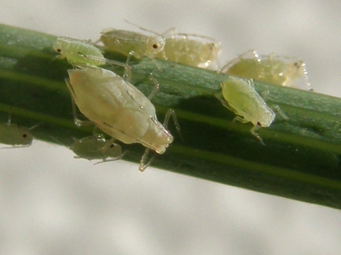 Afide su asteracea: Uroleucon sp.