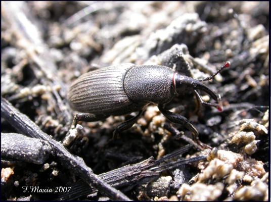 Sphenophorus abbreviatus